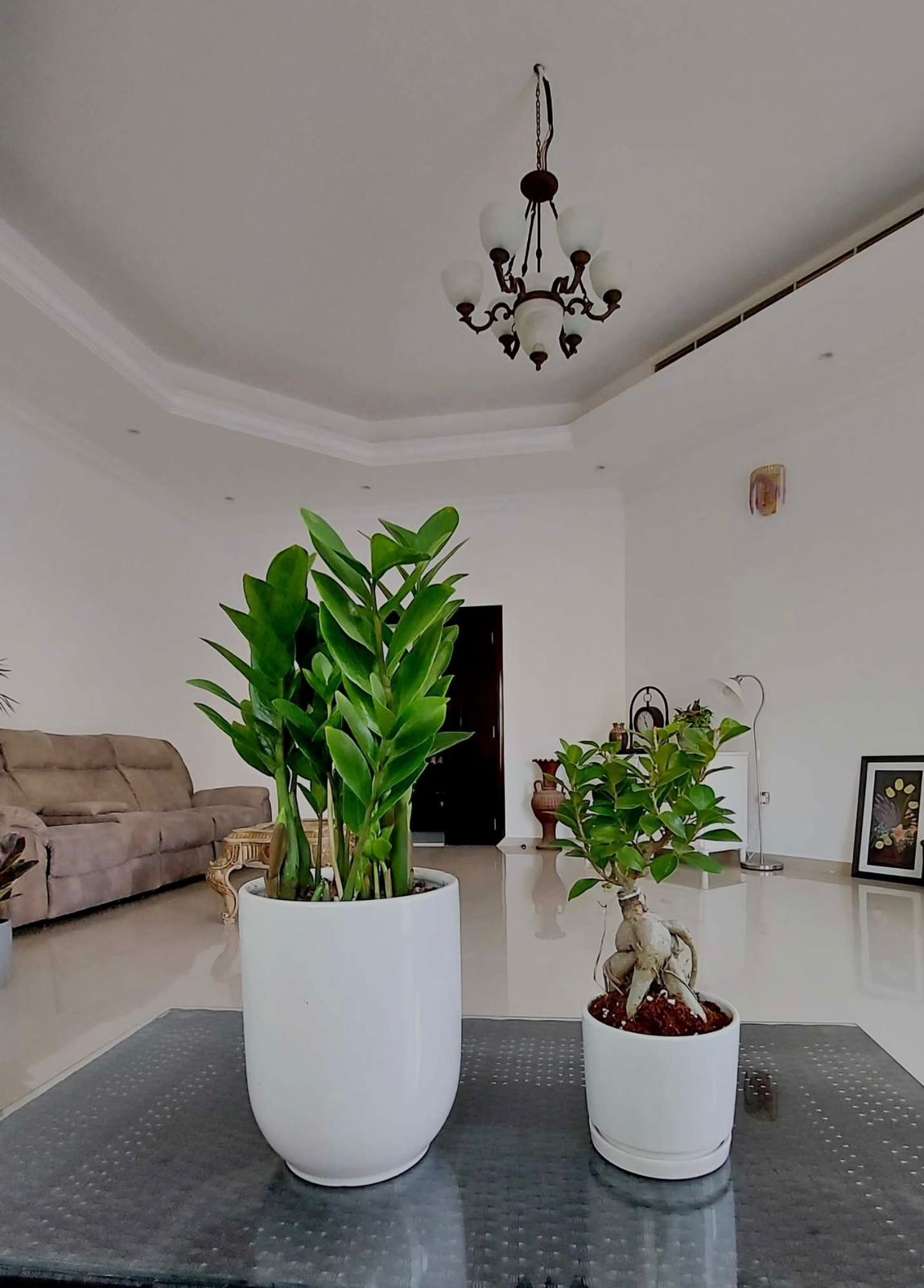Indoor Plant Bundle – ZZ Plant & Ficus Bonsai - Plants Care UAE
