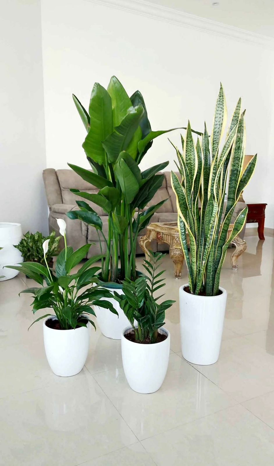 Indoor Plant Bundle – Bird of Paradise, Snake Plant, Peace Lily & ZZ Plant - Plants Care UAE