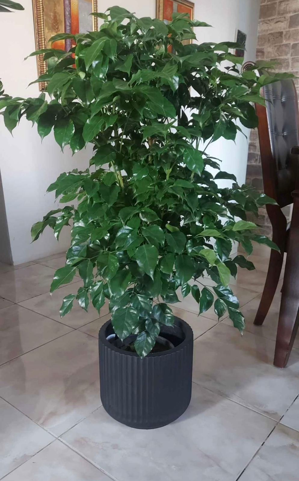 indoor china doll plant Red Machera (China Doll Plant) | Elegant Indoor Plant
