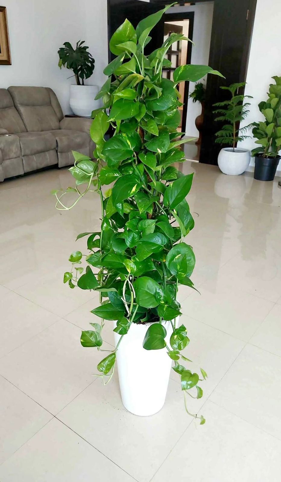 Money Plant (Golden Pothos) - Plants Care UAE