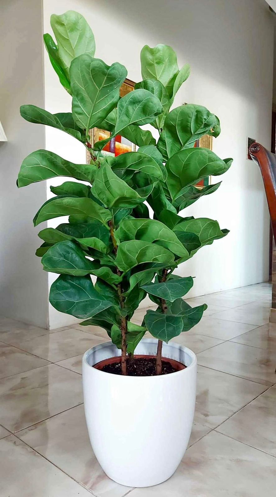 Ficus lyrata (Fiddle Leaf Fig) - Plants Care UAE