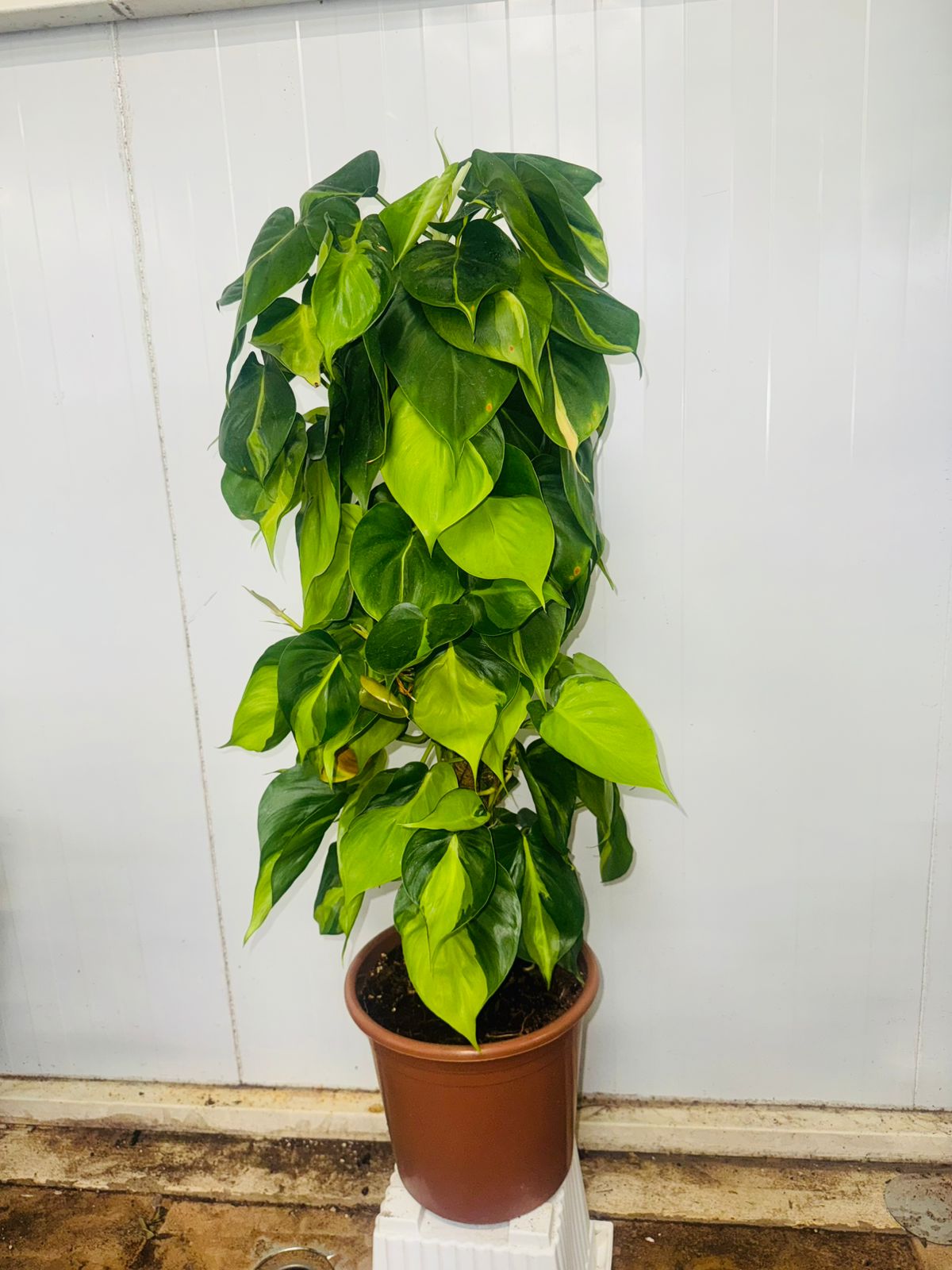 Philodendron Scandens ‘Brazil’ - Plants Care UAE
