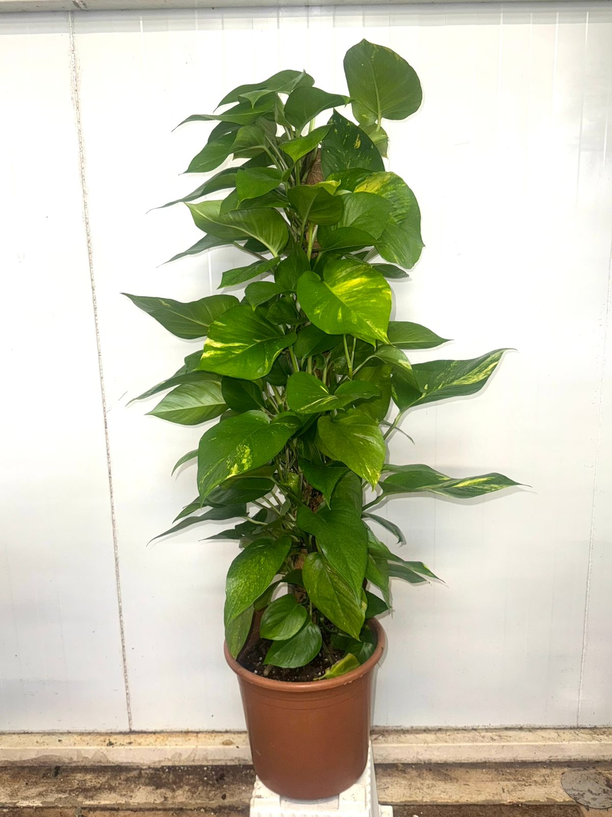 Golden Pothos (Epipremnum pinnatum) on Moss Stick - Plants Care UAE