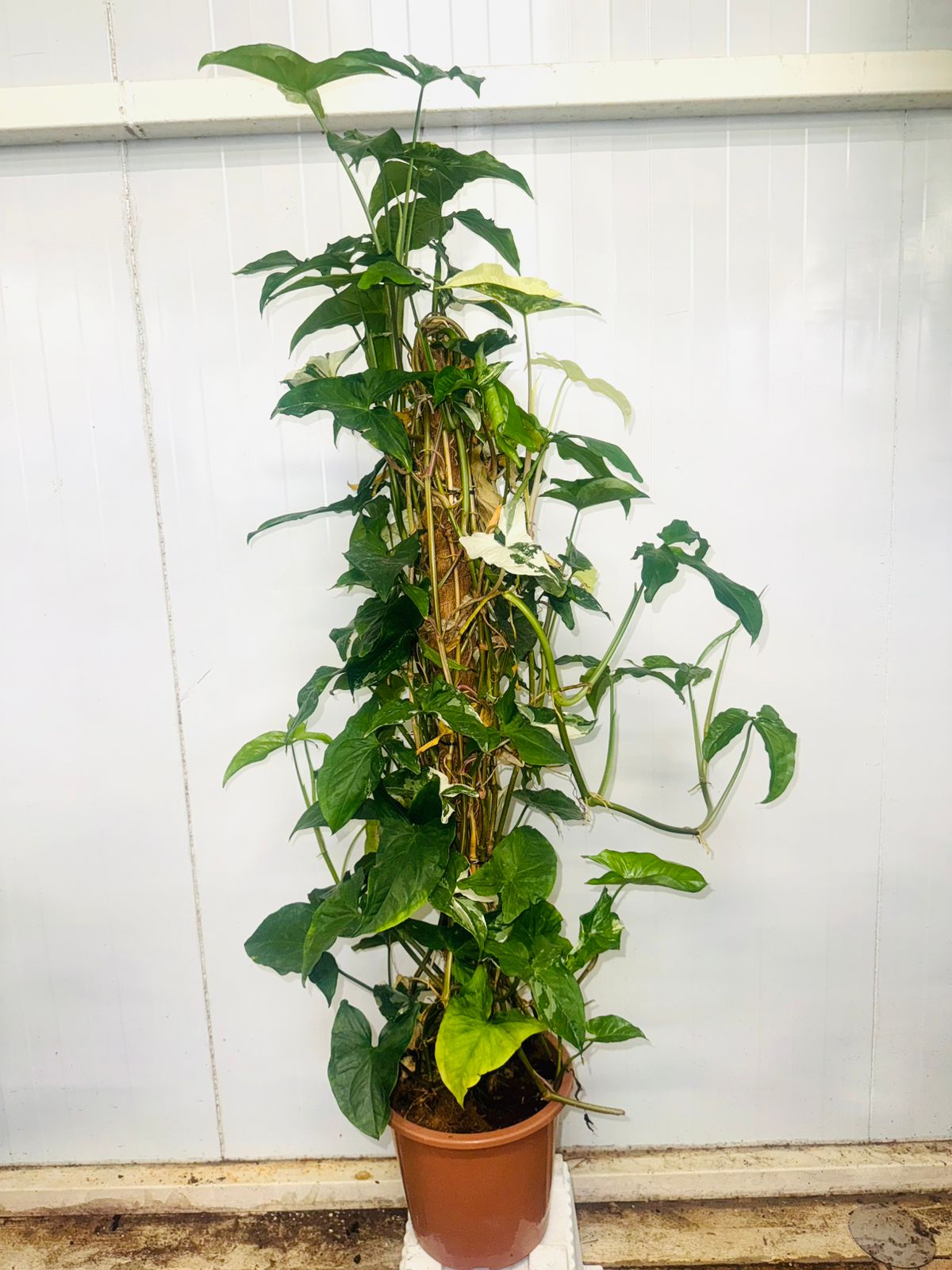 Syngonium Albo Variegata - Plants Care UAE