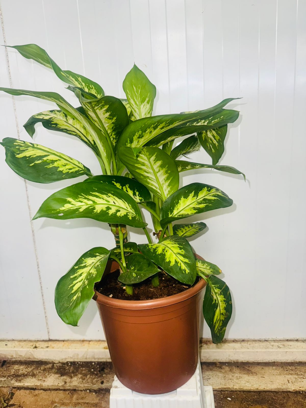 Dieffenbachia seguine - Plants Care UAE