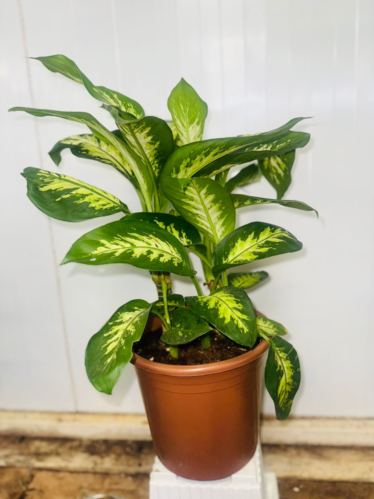 Dieffenbachia Seguine | Dumb Cane Indoor Plant - Plants Care UAE