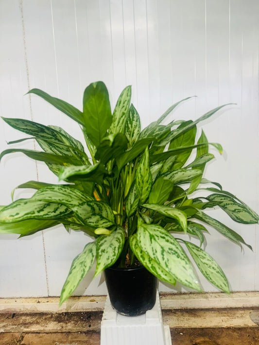 Aglaonema ‘Silver Queen’ - Plants Care UAE