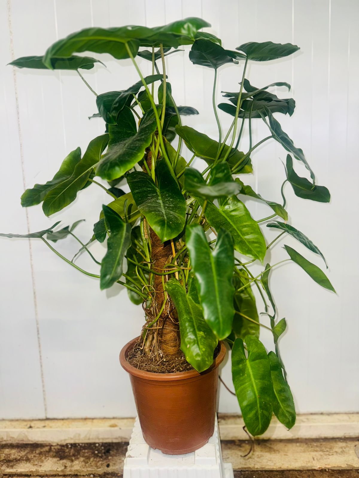 Philodendron Burle Marx - Plants Care UAE