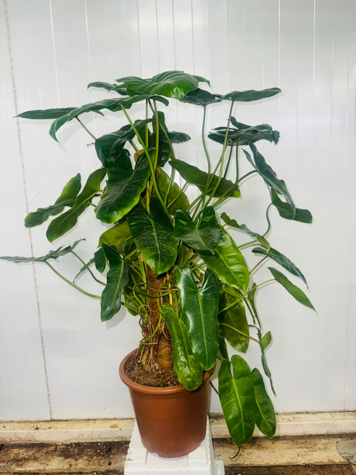 Philodendron Burle Marx - Plants Care UAE