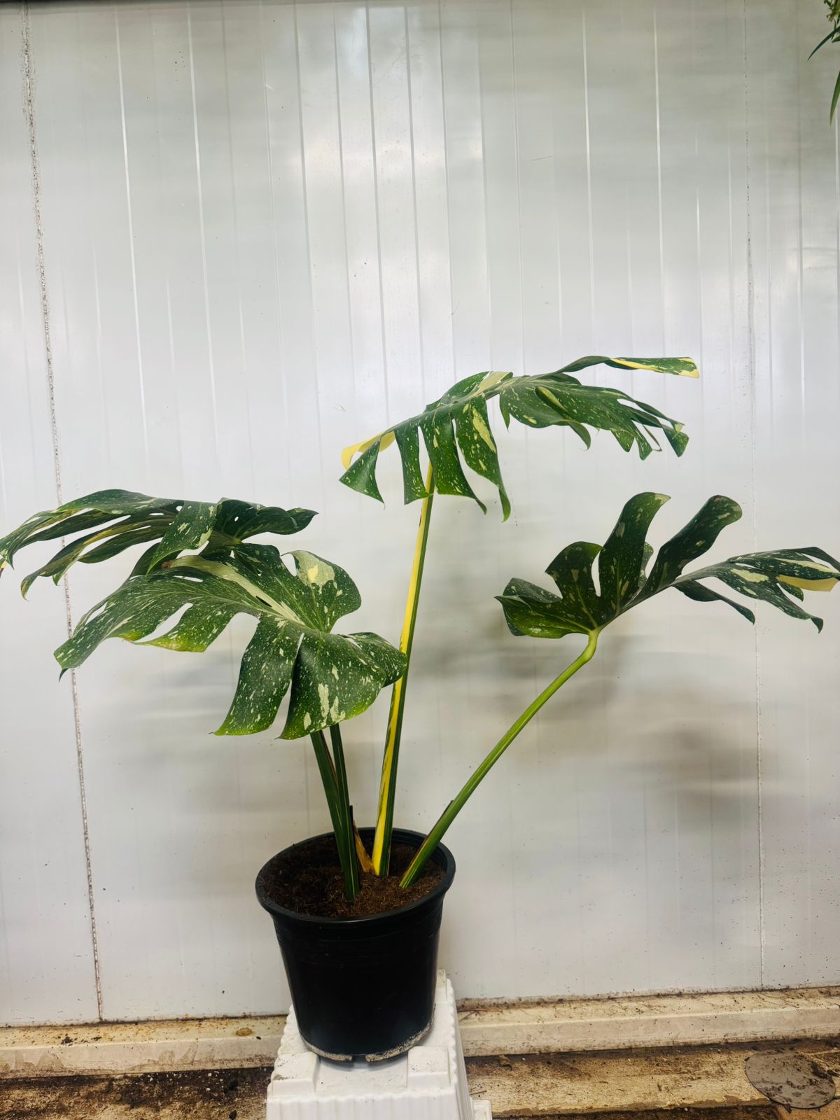 Monstera ‘Thai Constellation’ - Plants Care UAE