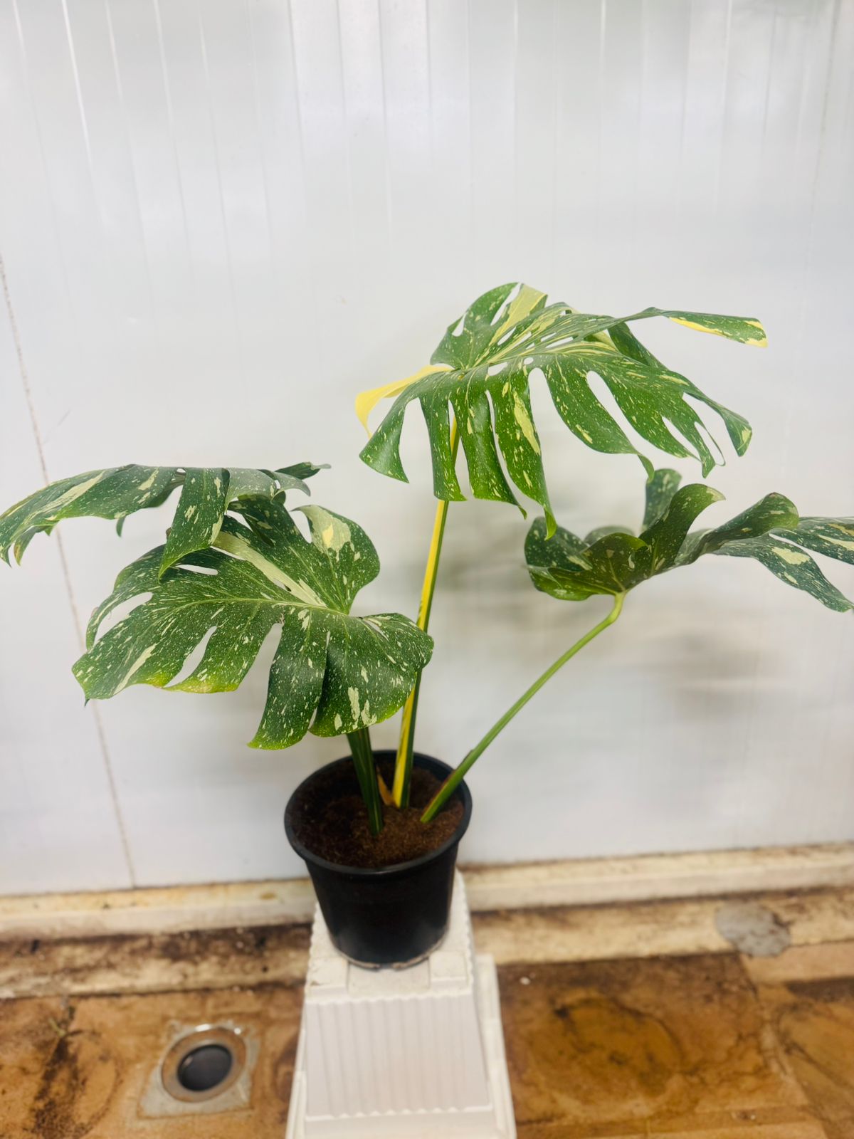 monstera thai constellation plant care Monstera 'Thai Constellation' | Rare Variegated Indoor Plant