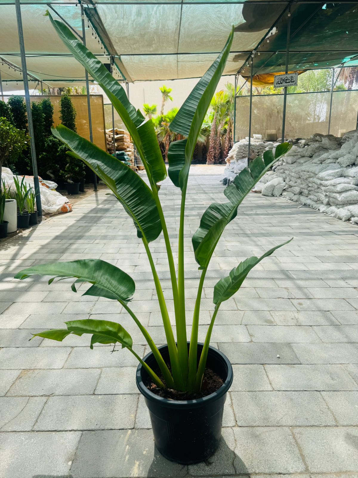 Ravenala madagascariensis (Traveller’s Palm) - Plants Care UAE