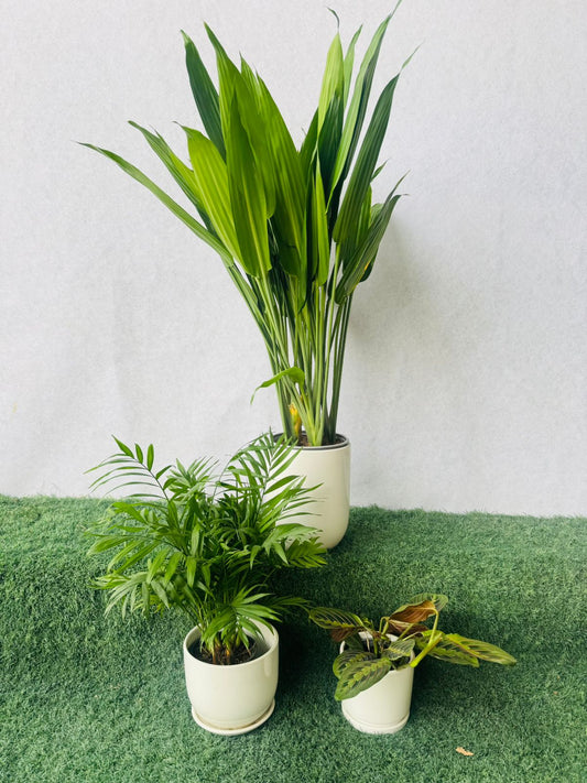 Indoor Plant Bundle – Aspiradas, Chamaedorea Elegans & Calathea Maranta - Plants Care UAE