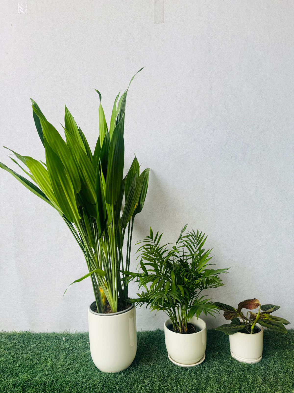 Indoor Plant Bundle – Aspiradas, Chamaedorea Elegans & Calathea Maranta - Plants Care UAE
