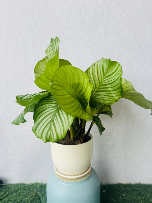 Calathea orbifolia - Plants Care UAE