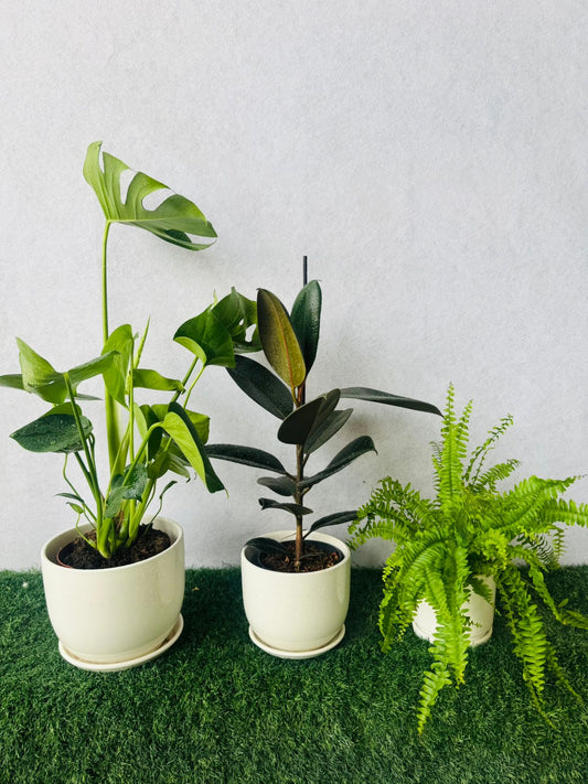 Indoor Plants Bundle – Monstera Deliciosa, Rubber Plant & Boston Fern - Plants Care UAE
