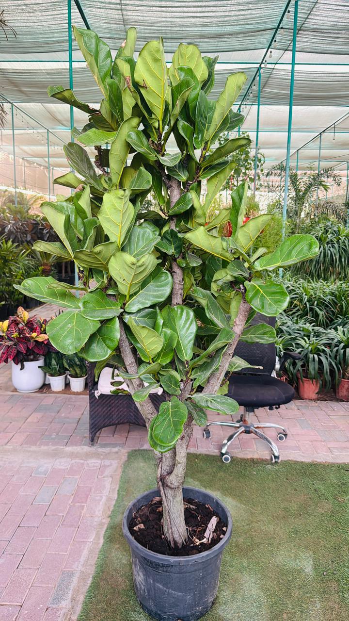 Ficus lyrata - Plants Care UAE