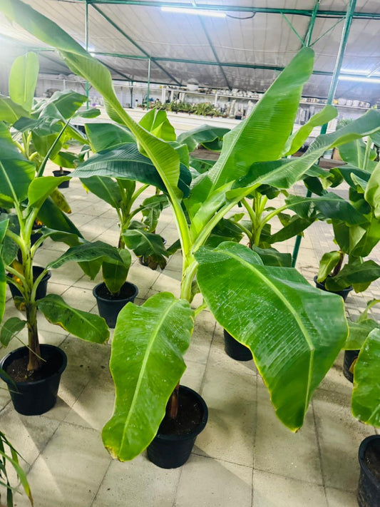 Banana Plant (Musa paradisiaca) - Plants Care UAE