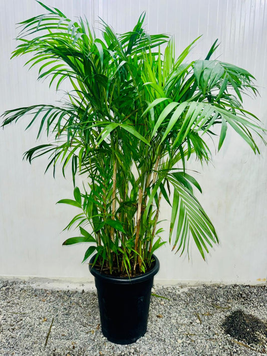 Chamaedorea seifrizii – Bamboo Palm - Plants Care UAE