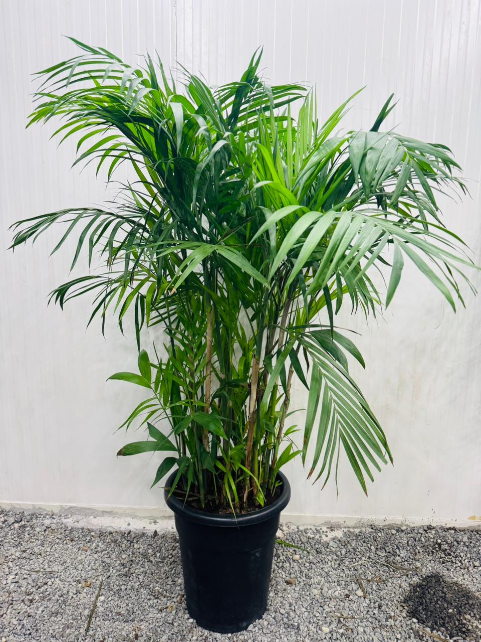 Chamaedorea seifrizii – Bamboo Palm - Plants Care UAE
