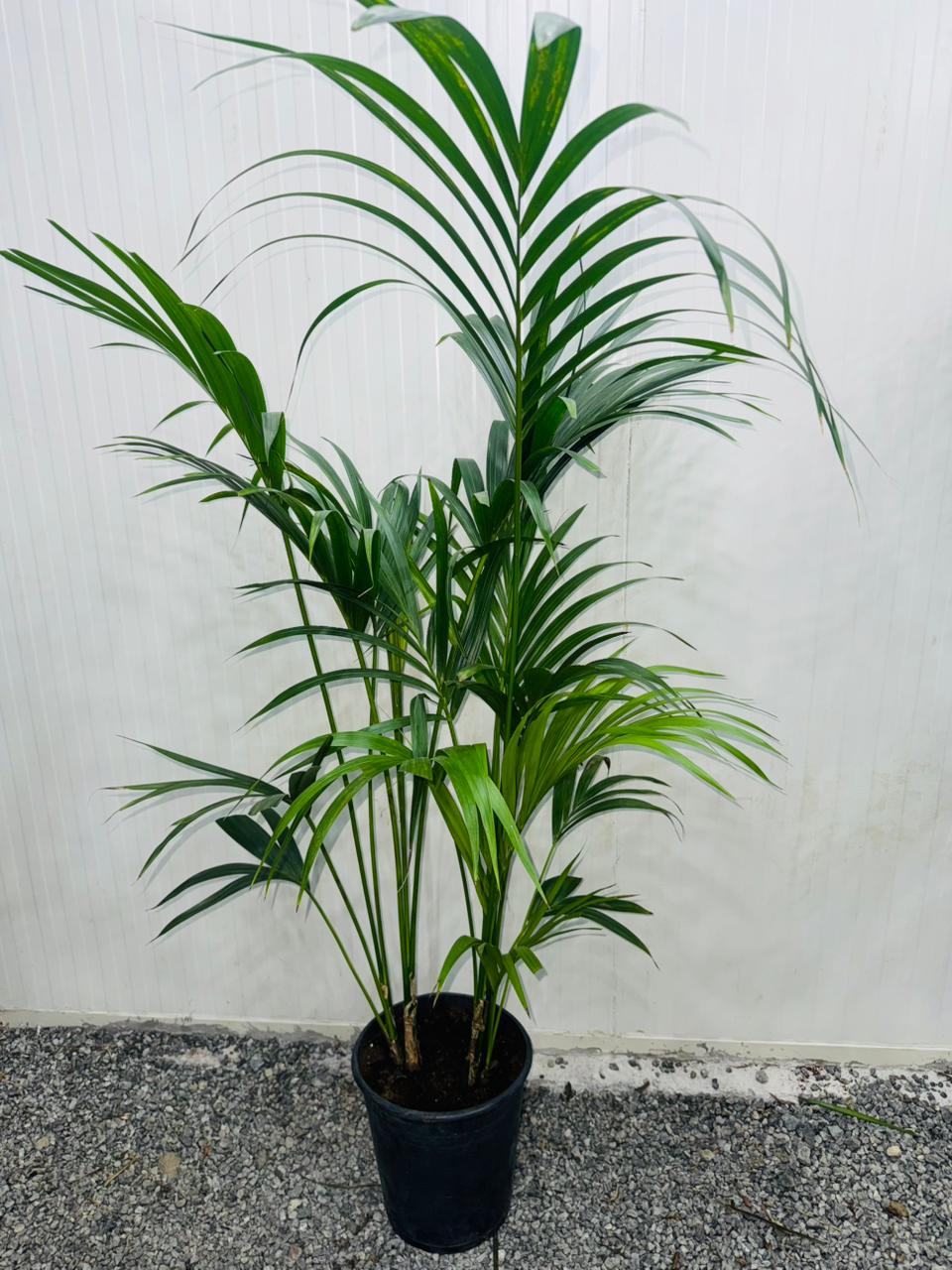 Kentia Palm (Howea forsteriana) - Plants Care UAE