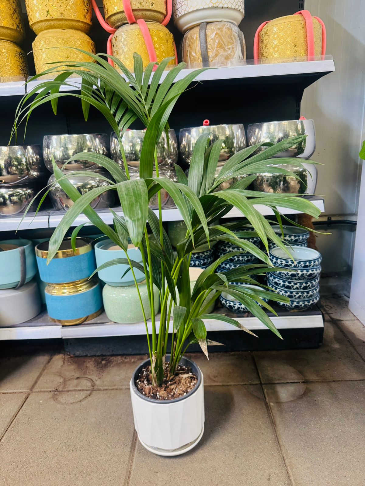 Kentia Palm (Howea forsteriana) - Plants Care UAE