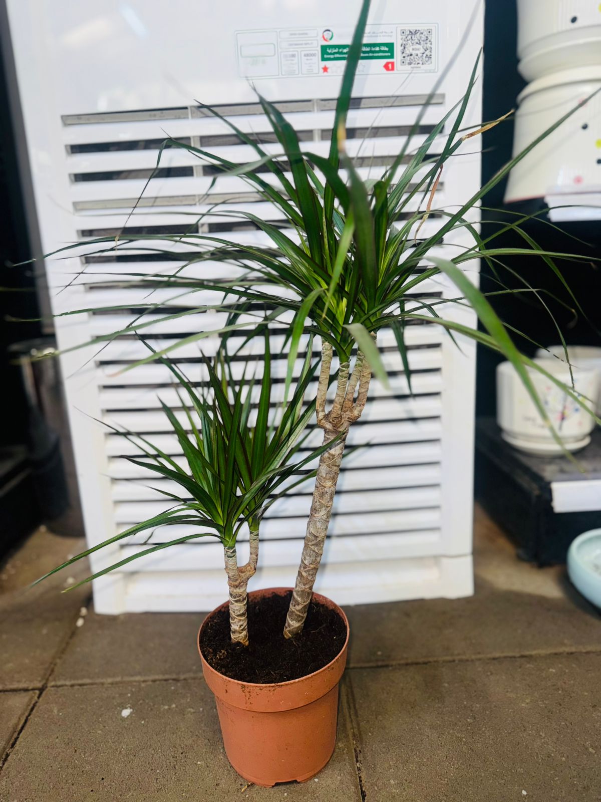 Dracaena Marginata - Plants Care UAE