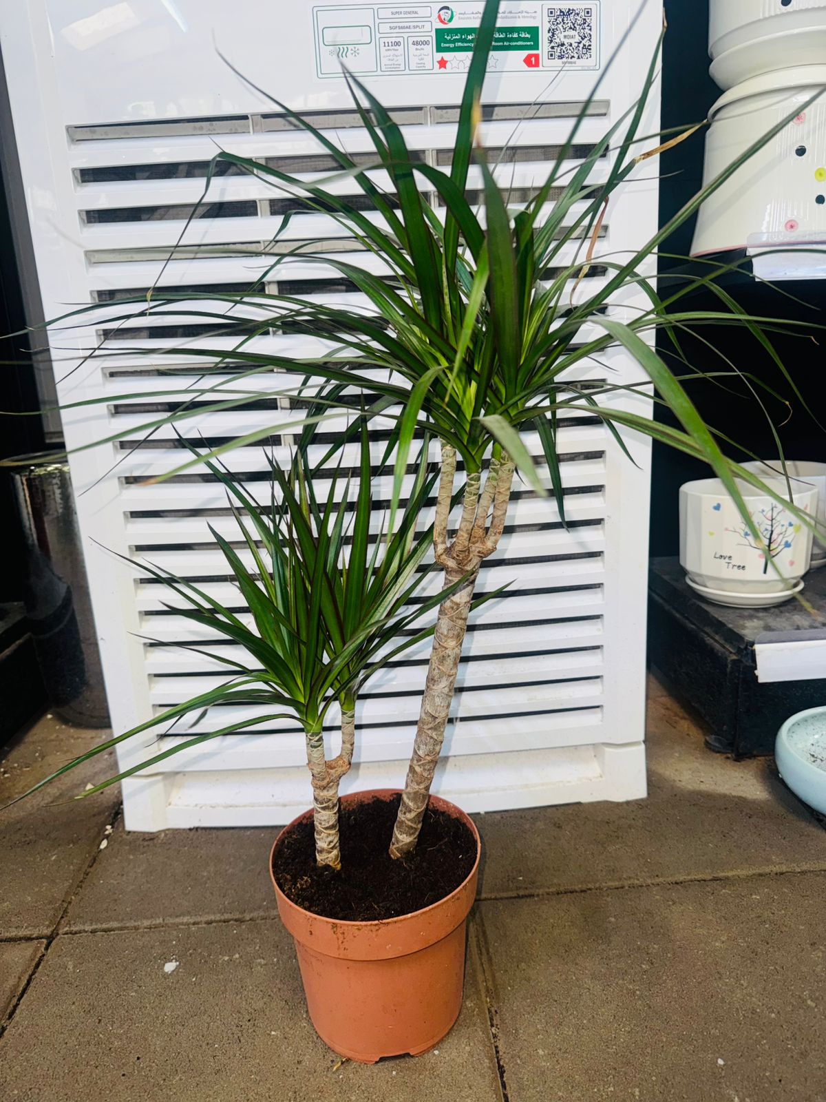 Dracaena Marginata - Plants Care UAE