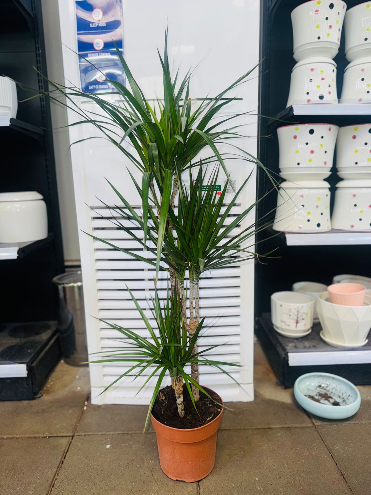 Dracaena Marginata - Plants Care UAE