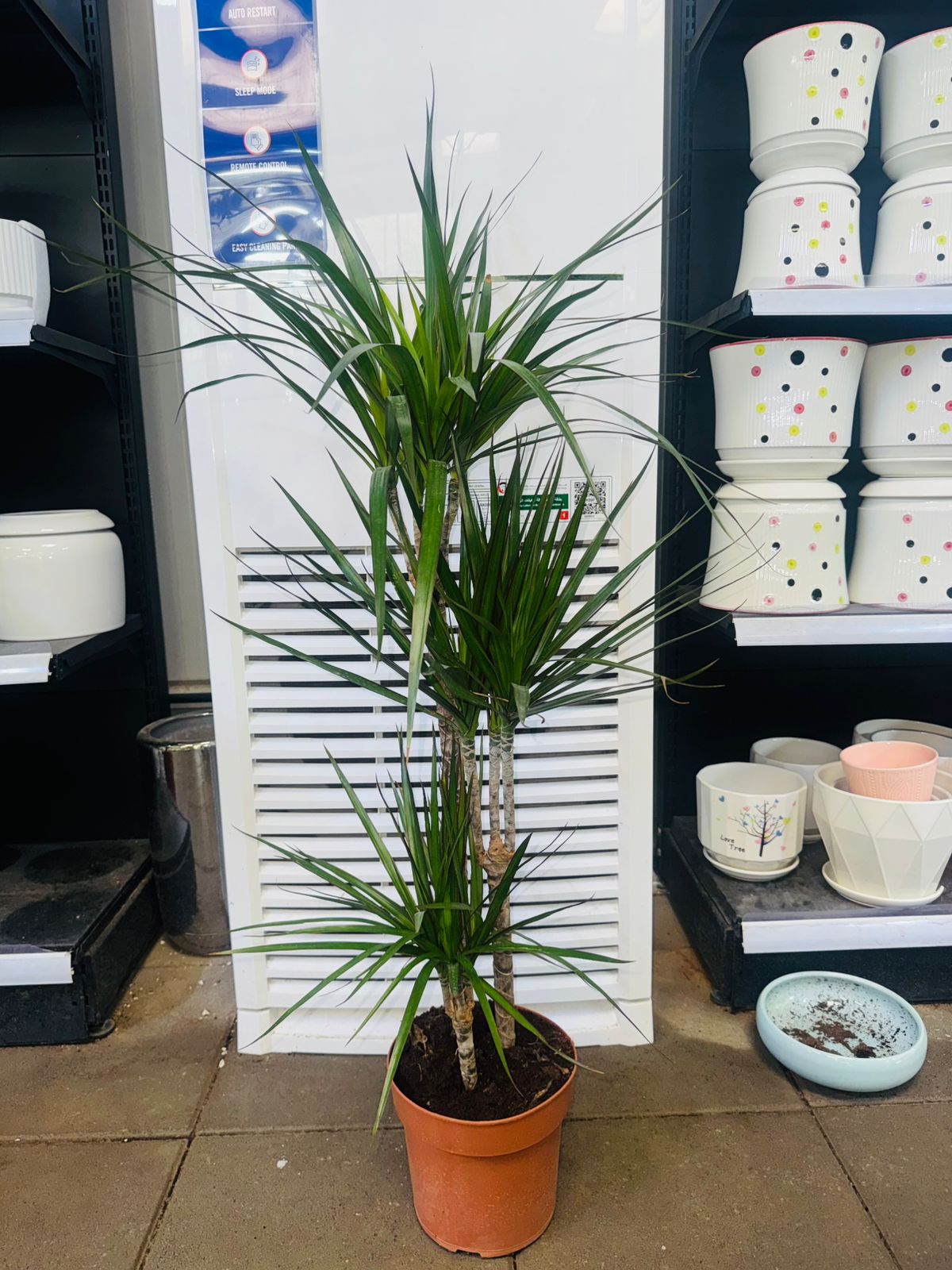 Dracaena Marginata - Plants Care UAE