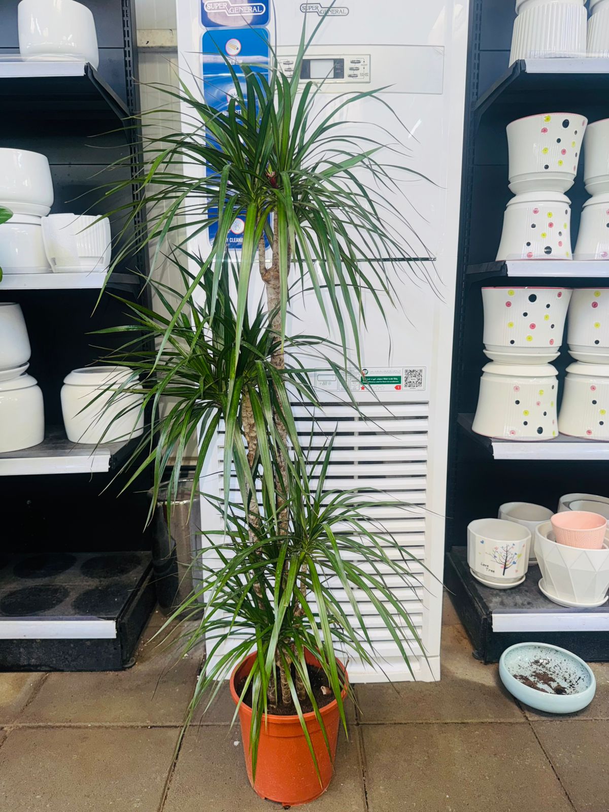 Dracaena Marginata - Plants Care UAE