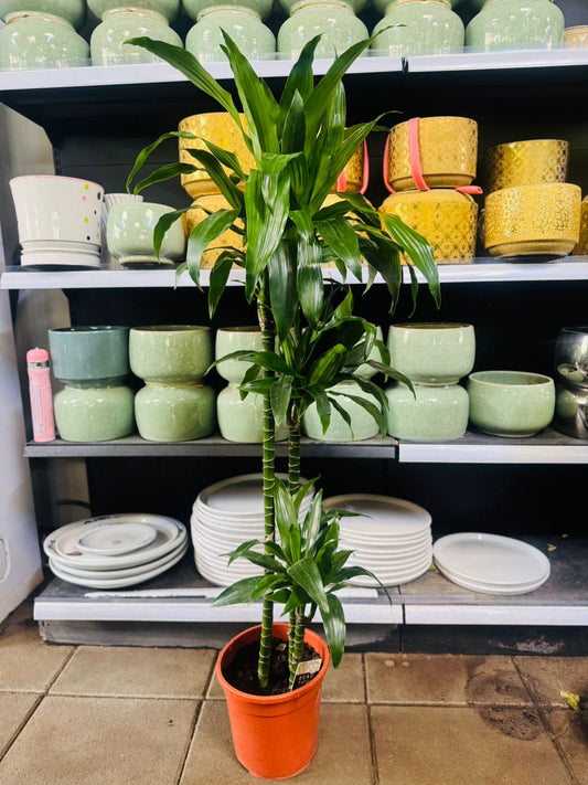 Dracaena Fragrans ‘Janet Craig’ - Plants Care UAE