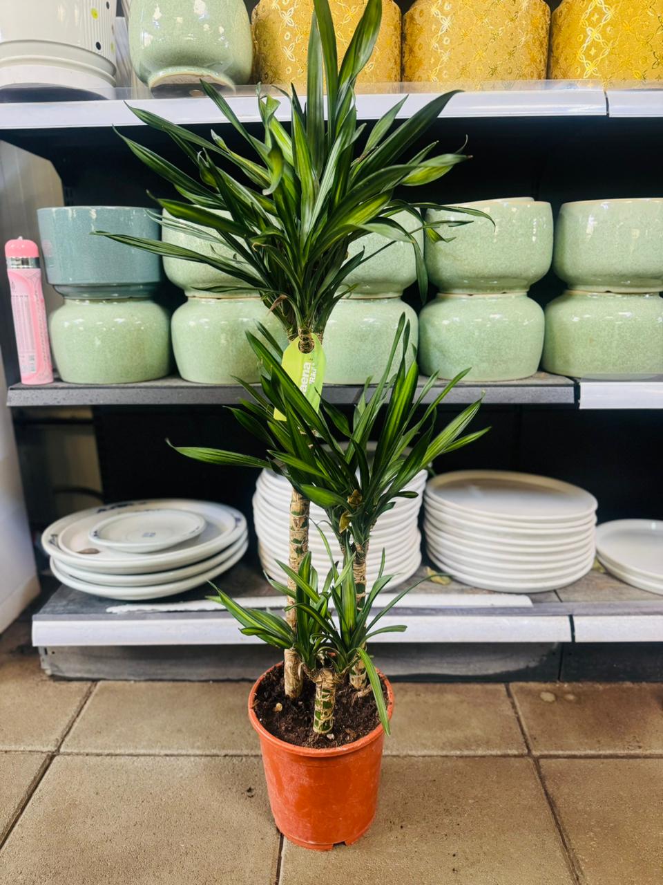 Dracaena Rikki – Corn Plant - Plants Care UAE