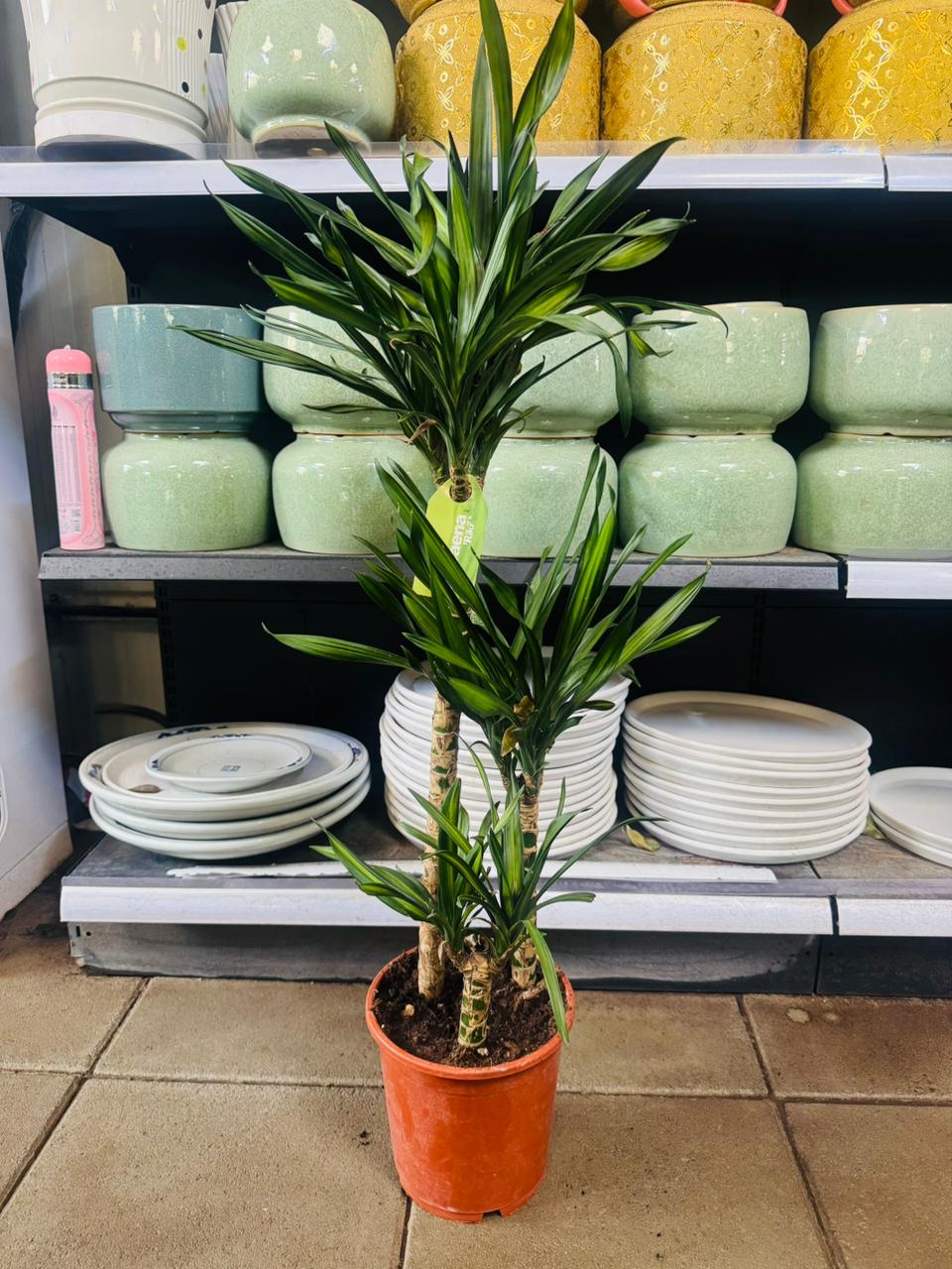 Dracaena Rikki – Corn Plant - Plants Care UAE