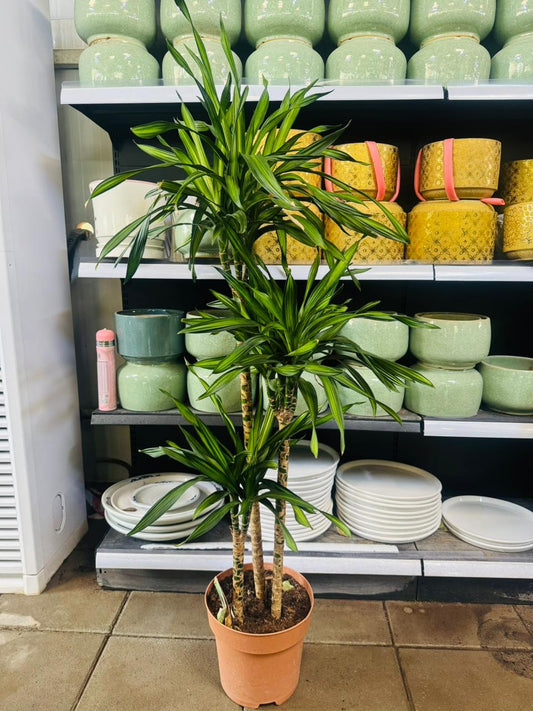 Dracaena Rikki – Corn Plant - Plants Care UAE