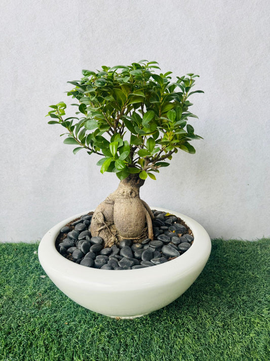 Ficus Bonsai - Plants Care UAE