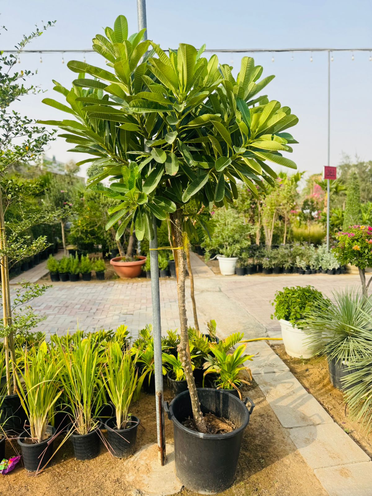 Plumeria Obtusa – Frangipani - Plants Care UAE