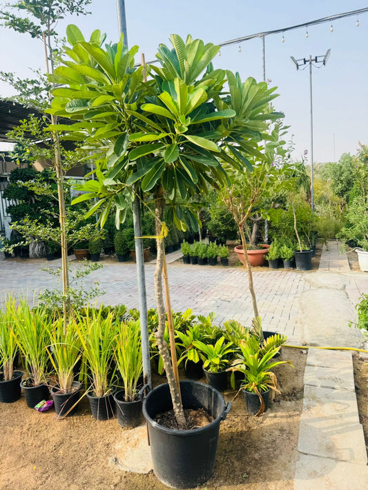 Plumeria Obtusa – Frangipani - Plants Care UAE