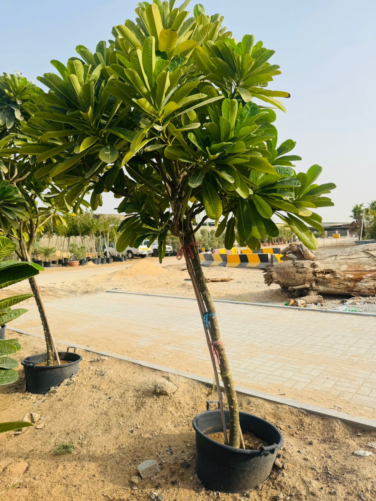 Plumeria Obtusa – Frangipani - Plants Care UAE