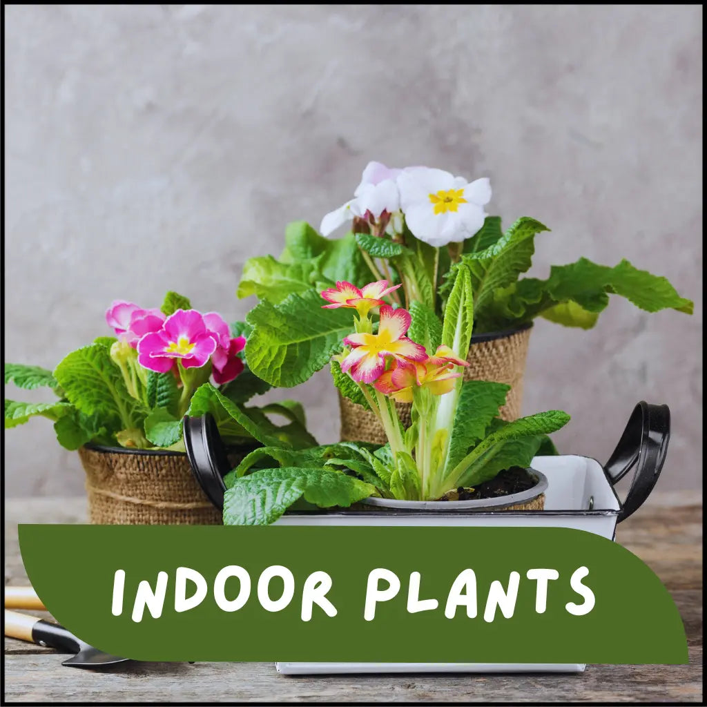 Indoor Plants