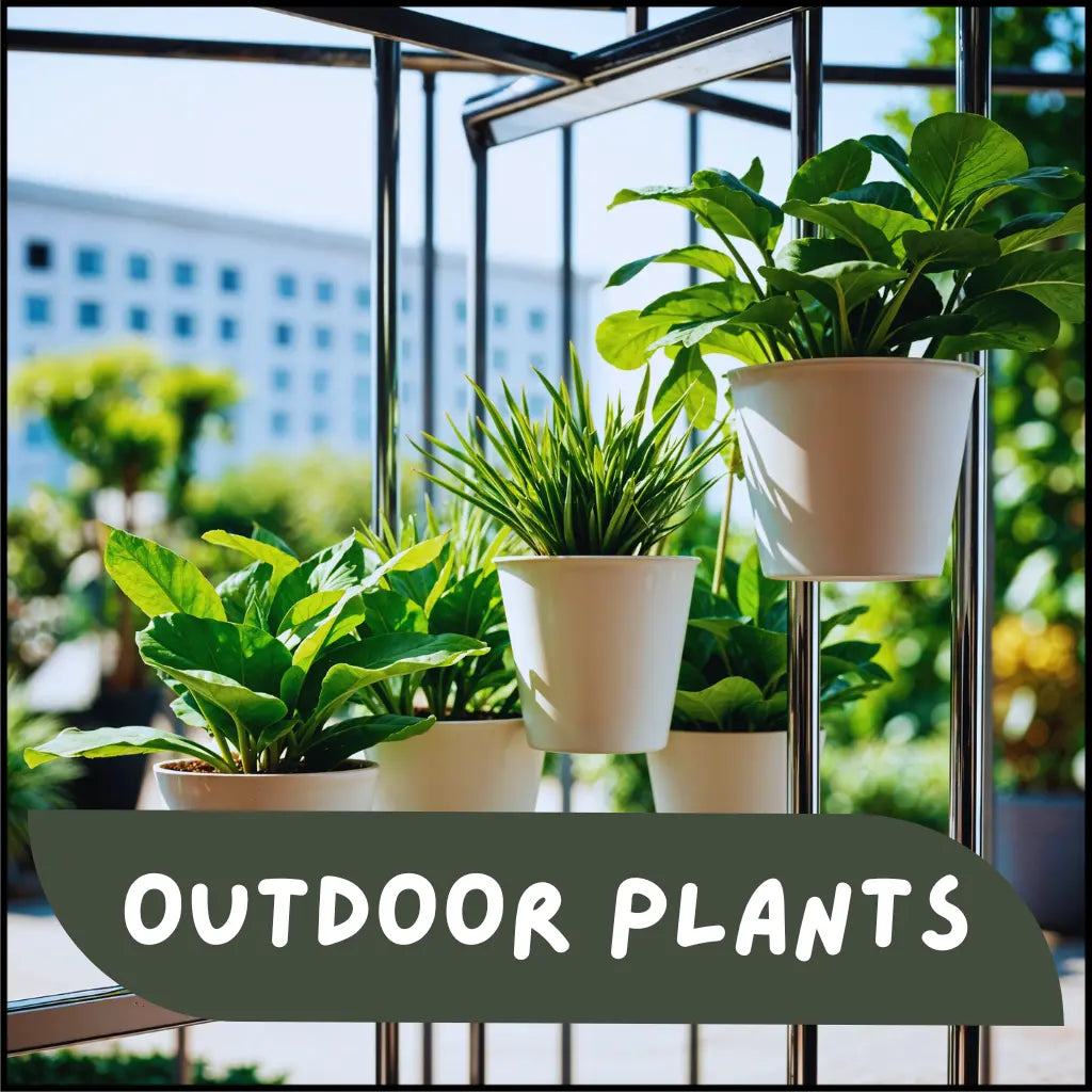 Outdoor Plants