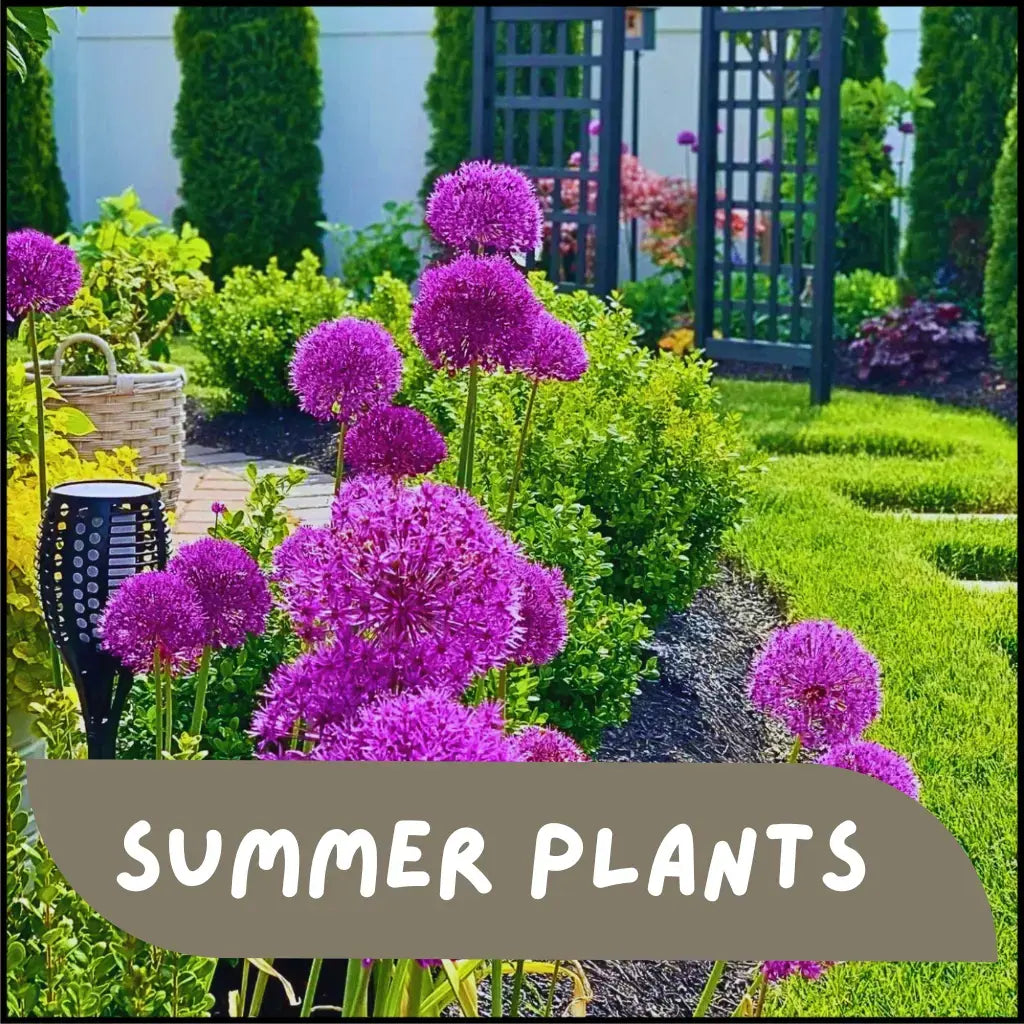 Summer Plants
