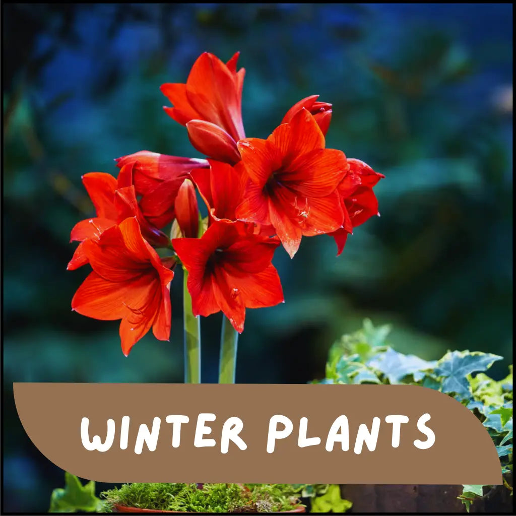 Winter Plants