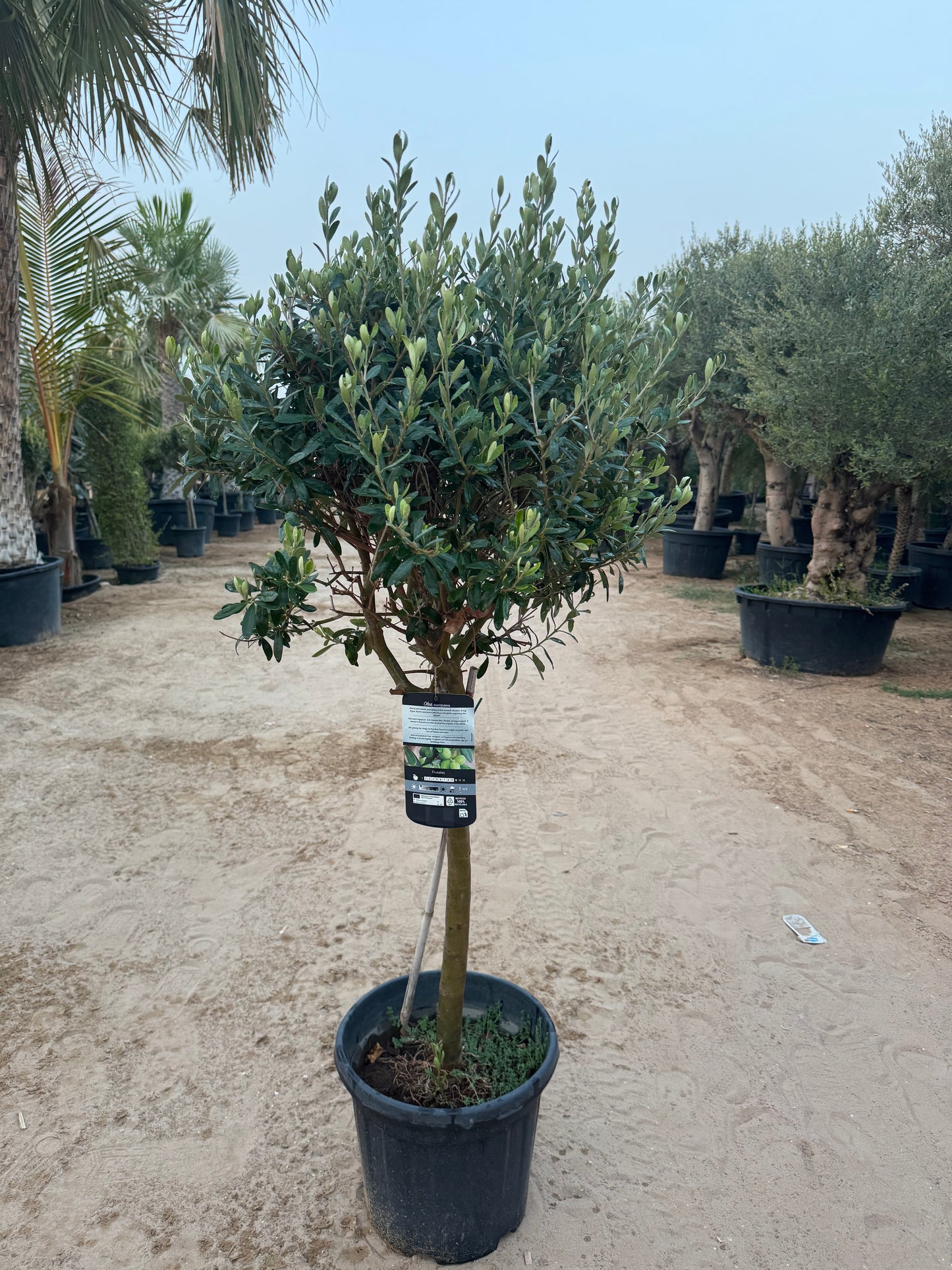 Olive tree (Olea europaea) 150cm| Elegant Outdoor Plant