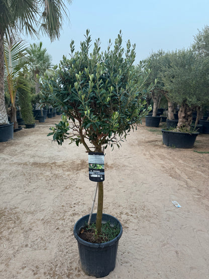 Olive tree (Olea europaea) 150cm| Elegant Outdoor Plant