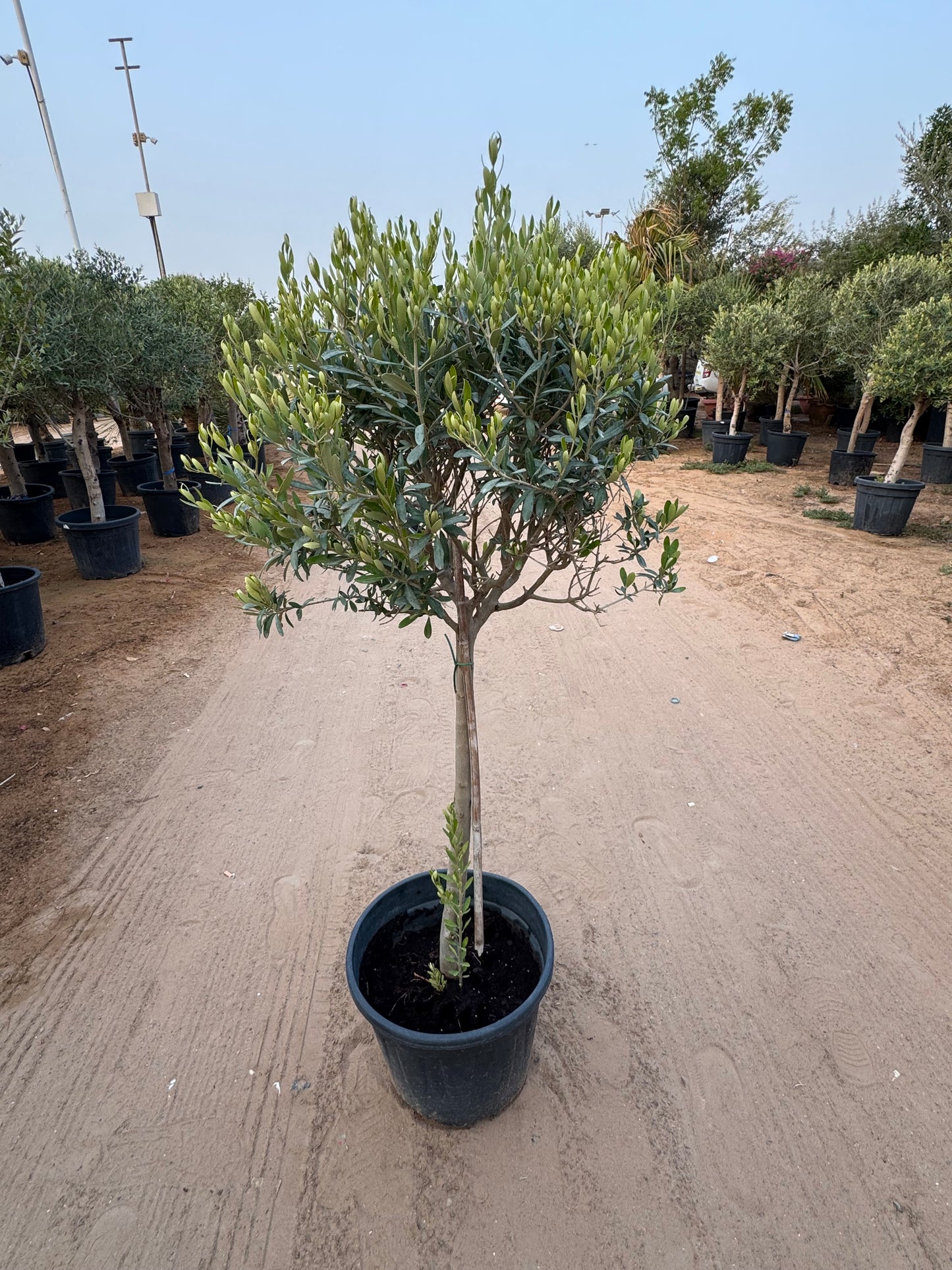 Olive tree (Olea europaea) 150cm| Elegant Outdoor Plant