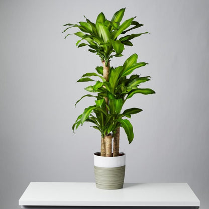 Dracaena Fragrans |corn plants Indoor Tropical Plant