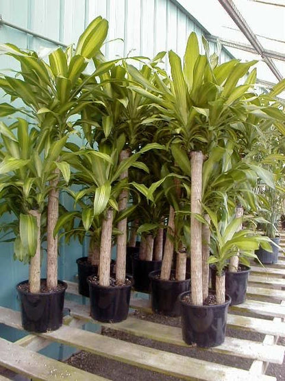 Dracaena Fragrans |corn plants Indoor Tropical Plant
