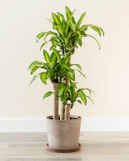 Dracaena Fragrans |corn plants Indoor Tropical Plant