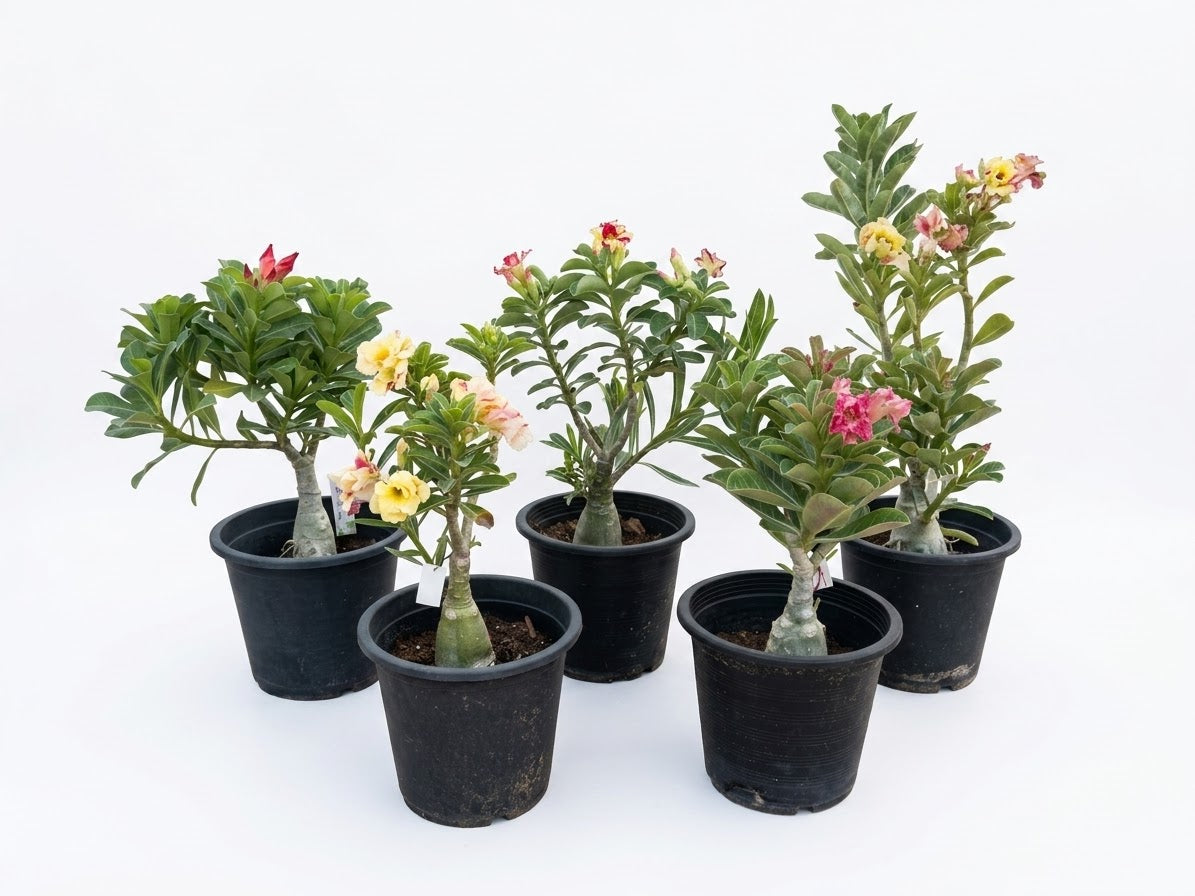 Desert Rose (Adenium)bundle